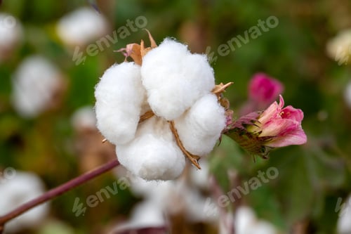 Preview: Cotton fields ready for harvesting, agriculture