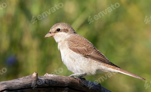 Preview: Red-backed shrike, Lanius collurio. A bird sits on a thick branch against a blurry green background