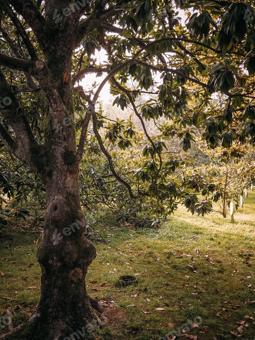 Preview: Loquat. Tropical tree. Japanese medlar.