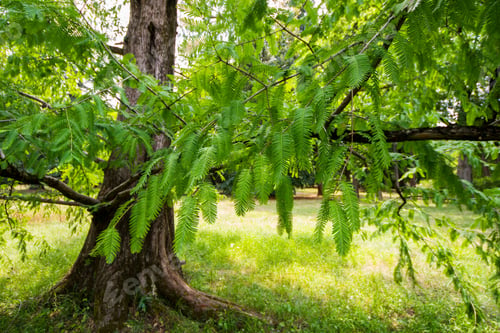 Preview: Scenic view of a Metasequoia glyptostroboides tree in park in Tsinandali, Kakheti, Georgia