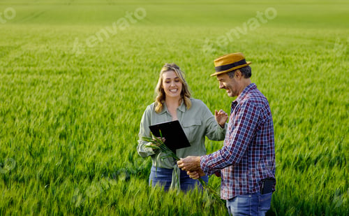 Preview: Two farmers standing in wheat field examining crop yield..
