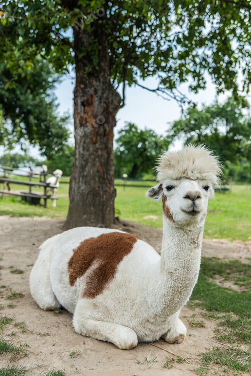 Preview: Alpacas in outdoor ranchin southern Poland at sunny summer day