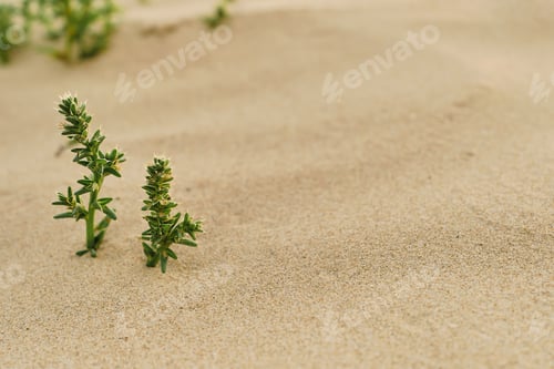 Preview: Grass on the sandy beach close-up, space for text. Sand dune