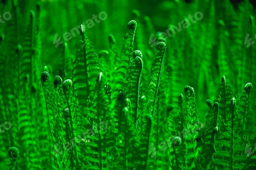 Vista previa: the leaves and stems are glowing green with dark background wallpaper
