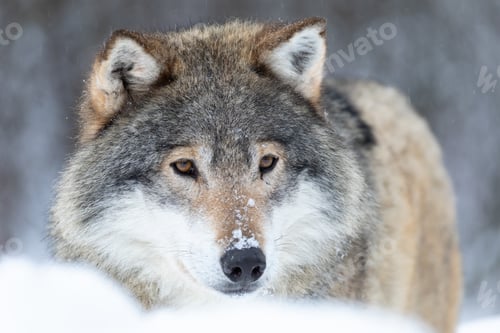 Preview: Close-up portrait of a magnificent wolf in the cold winter