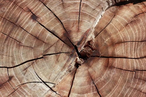 Preview: Wood texture year-old rings background