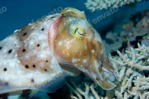 Preview: Upclose view of a cuttlefish gliding through coral reefs.