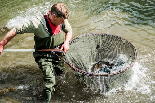 Preview: High angle view of man wearing waders standing in a river, holding large fish net with trout.