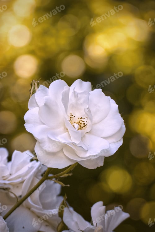 Preview: white rose closeup