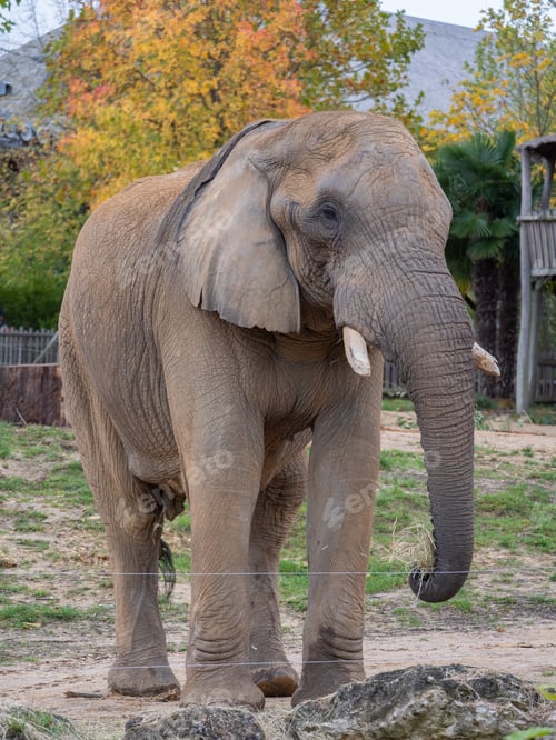 Preview: African elephant is pictured in its enclosure at a zoo in France