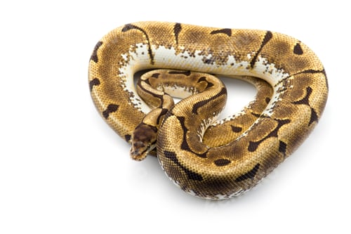 Preview: The royal python isolated on white background