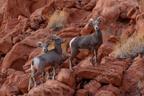 Preview: Bighorn sheep standing on the rocks in Nevada desert
