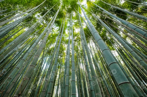 Preview: Green Bamboo grove forest with sunlight