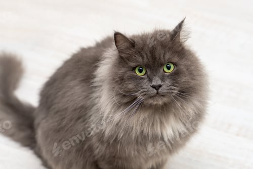 Preview: Front view of a rare Nebelung cat with green eyes looking into camera.