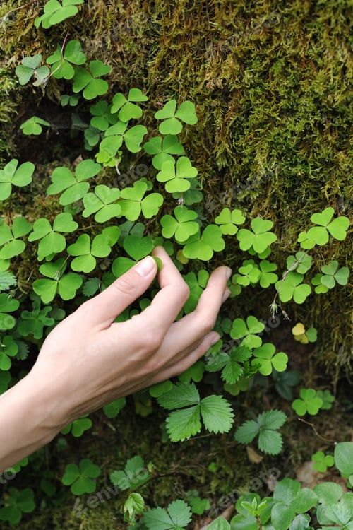 Preview: hand with small leaves