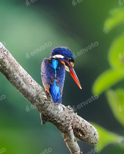 Preview: Colorful Kingfisher Bird Perched on a Tree Branch