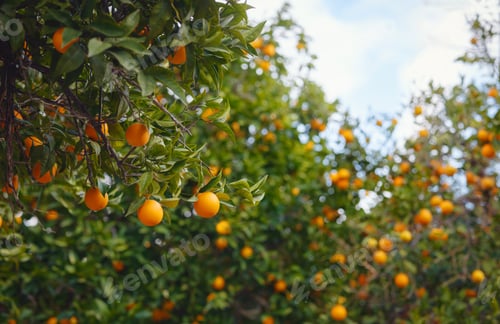 Preview: Orange garden, summer background. Turkey district of city of Demre