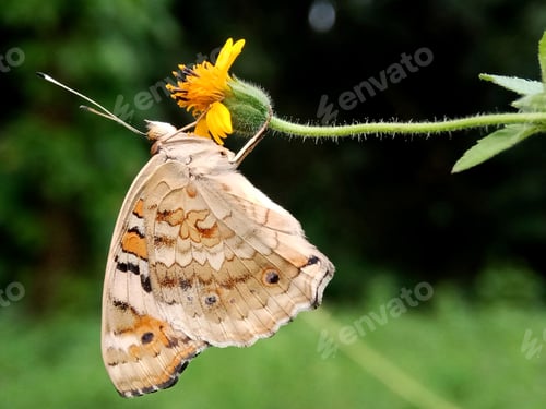 Preview: Butterfly
