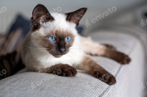Preview: Cute kitten siamese cat indoor