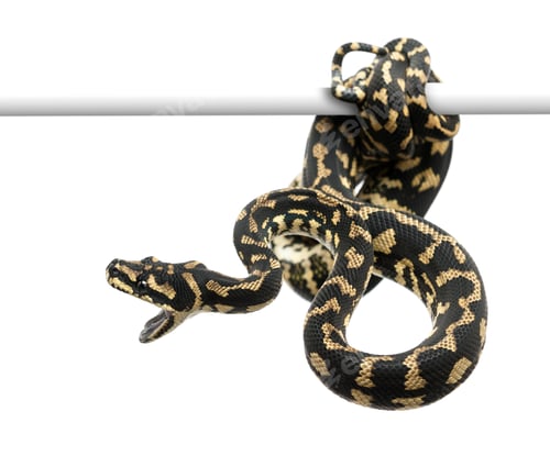 Preview: Jungle carpet python attacking, Morelia spilota cheynei against white background