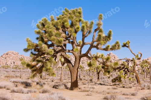 Preview: Joshua Tree Yucca brevifolia NP CA US