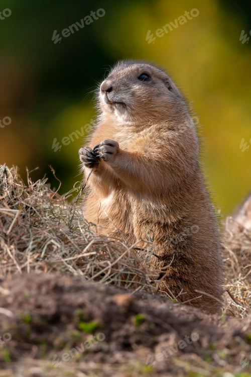 Preview: Columbian Ground Squirrel - Canada