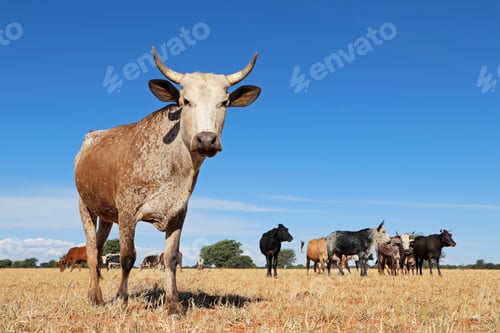 Preview: Nguni cow - indigenous cattle breed of South Africa - on a rural farm