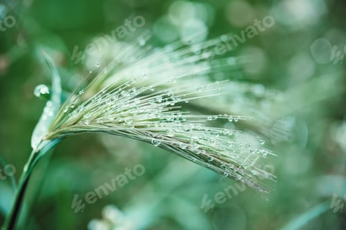 Preview: Rain drops on green grass background