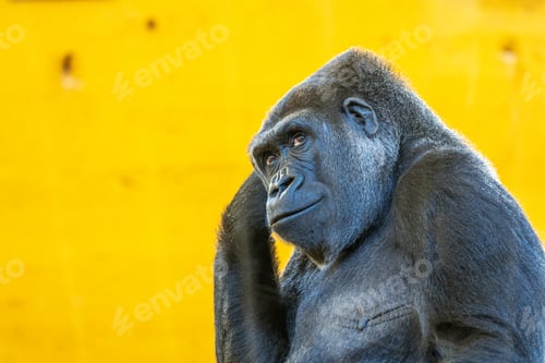 Preview: A gorilla is standing in front of a yellow wall