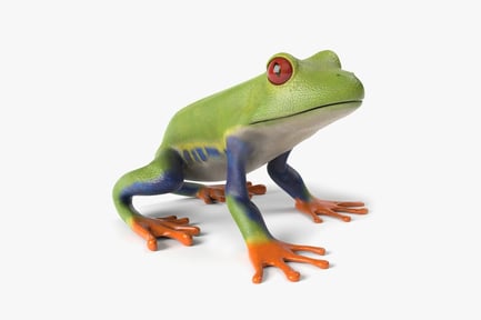 Preview: Animated Red-Eyed Tree Frog: Jungle Amphibian