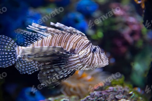 Preview: Closeup of a Lionfish in an Aquarium