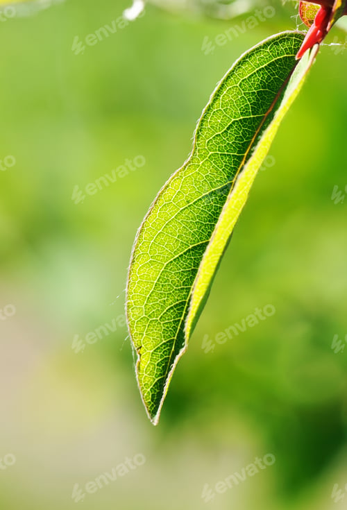 Vista previa: Green leaf