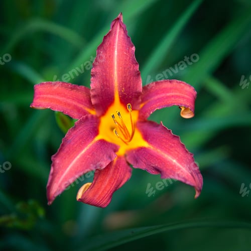 Preview: Close up of a Vibrant Red and Yellow Flower