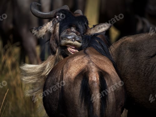 Preview: Closeup shot of a wildebeest looking back on a field in Masai Mara, Kenya