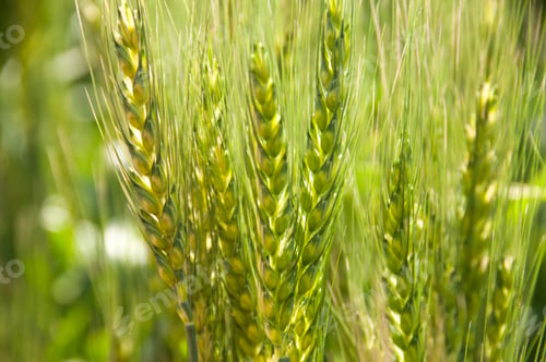 Preview: Wheat in the fields, green