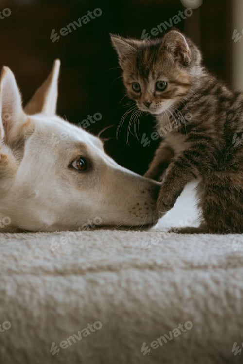 Preview: Adorable Kitten and Dog Sniffing Each Other Indoors