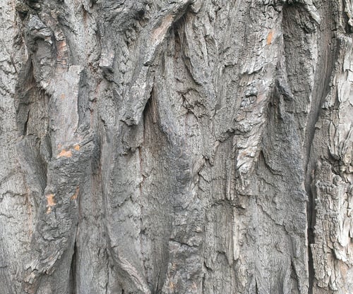 Preview: wood texture
