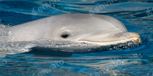 Preview: Common bottlenose Dolphin, El Estrecho Natural Park, Spain