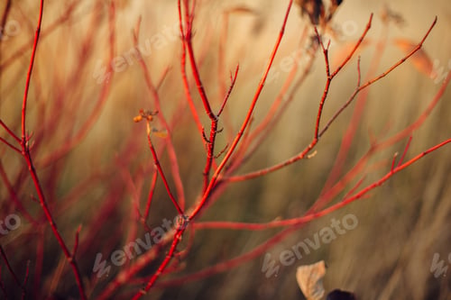 Preview: Red branches in autumn field in sunny light. Red twig dogwood, rose or willow red twigs in meadow
