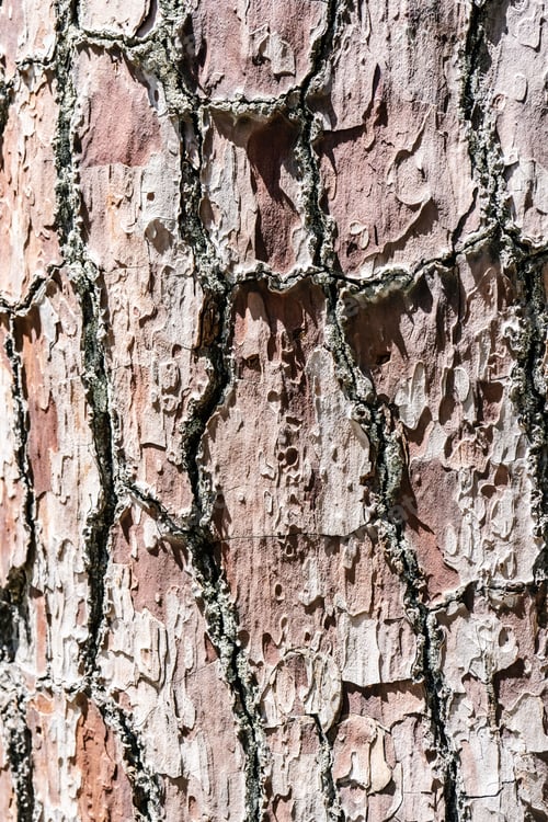 Vorschau: Natürlicher Hintergrund mit der Textur der Rinde eines echten Baumes.