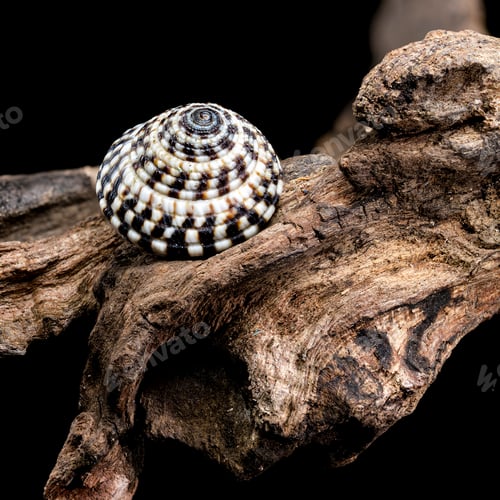 Preview: Architectonicidae shell on driftwood black background