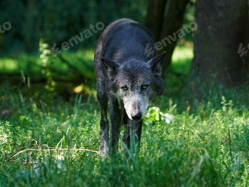 Preview: Wolf (Canis lupus)