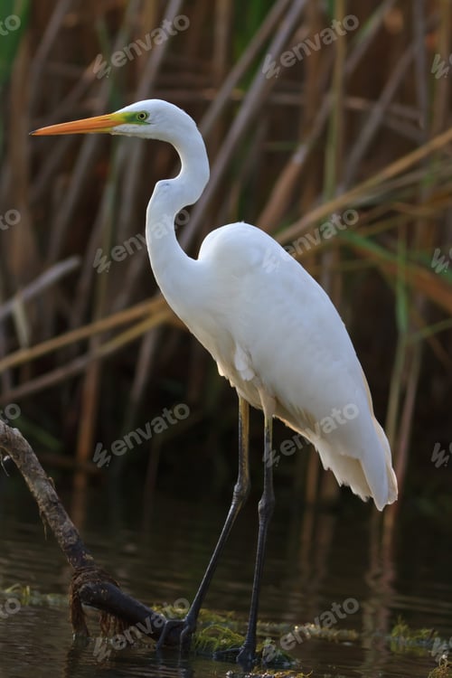 Preview: great white egret