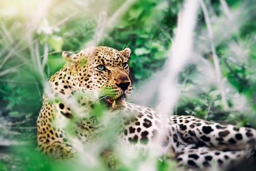 Preview: Beautiful wild leopard