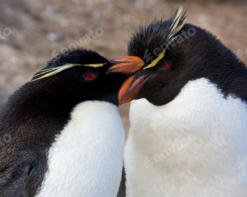 Preview: Rockhopper Penguins - Falkland Islands