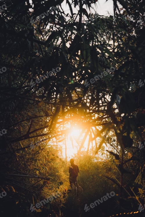 Preview: Silhouette Figure Walking in a Forest at Sunrise