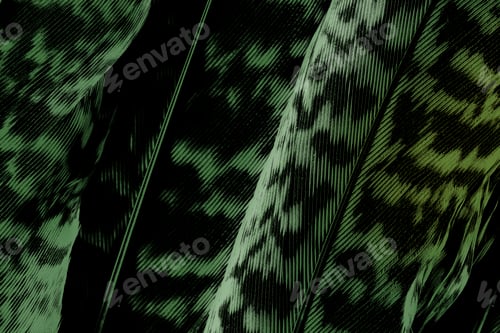 Preview: Dark green calathea zebrina leaf background
