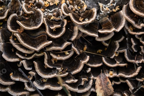 Preview: Close up of layered brown fungi on tree trunk in nature.