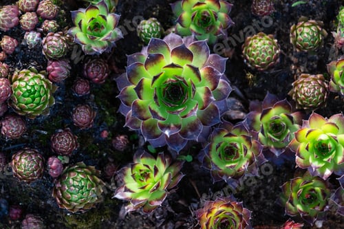 Preview: Natural background of succulents for lawn, outdoor plants. A pattern of green flowers of eonium, haw