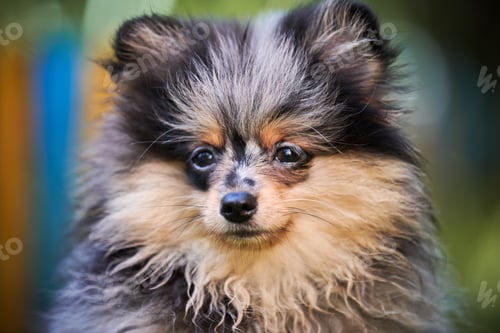Preview: Pomeranian Spitz puppy in garden, close up face portrait